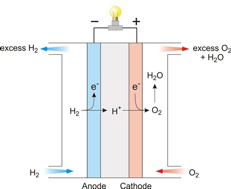 Galvanic Cell Labeled