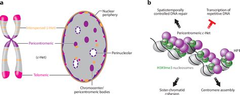 Figure From Heterochromatin Guardian Of The Genome Semantic Scholar