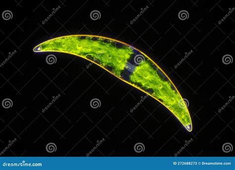 Microscopic View Of Freshwater Single Celled Green Algae Closterium