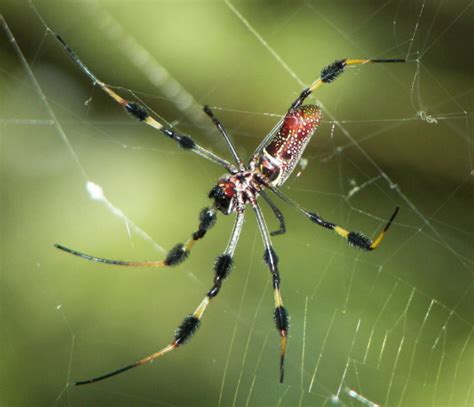 Golden Orbweaver Trichonephila Clavipes Bugguide Net