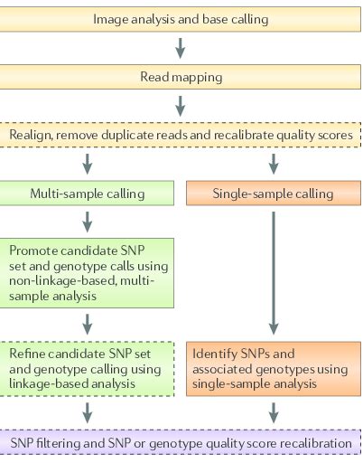 Steps For Converting Raw Next Generation Sequencing Data Into A Final Download Scientific