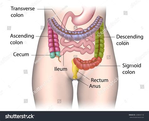 Parts Of Colon Color Coded Labeled Stock Photo Shutterstock