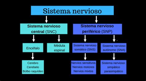 Solution Sistema Nervioso Aut Nomo Studypool