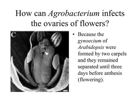 Ppt Agrobacterium Tumefaciens Powerpoint Presentation Free Download