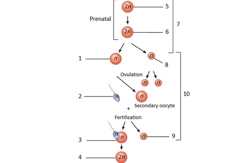 oogenesis Diagram | Quizlet