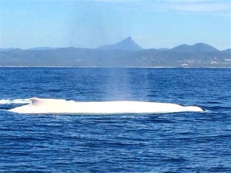 Migaloo the albino whale spotted at Byron Bay | Northern Star