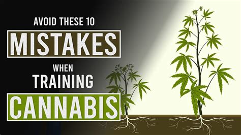 10 Mistakes To Avoid When Training Cannabis Plants YouTube