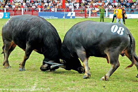 Do Son Buffalo Fighting Festival Vietnam Tourism News