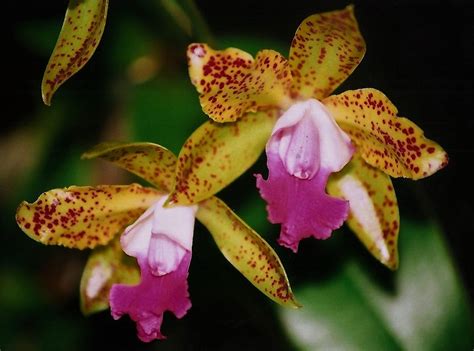 Cattleya X Guttata 2 Neira Magic B Flickr