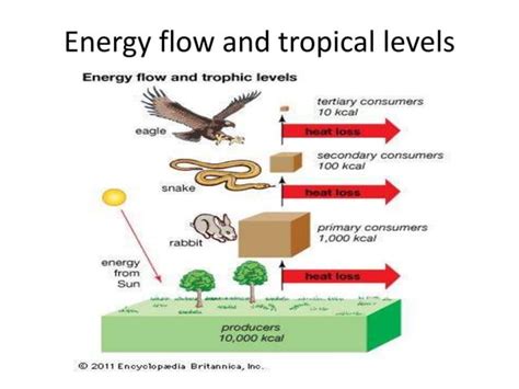 Trophic Structure Of Ecosystems PPT