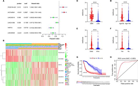 Frontiers A Novel Defined Endoplasmic Reticulum Stress Related Lncrna