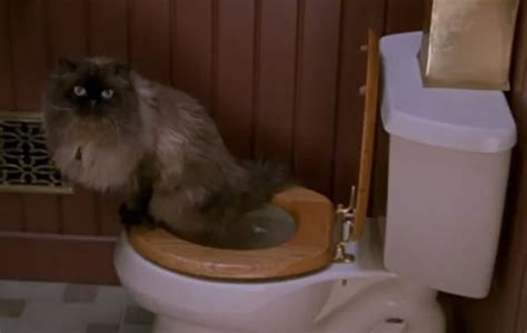 Mr Jinx Or Jinxie The Himalayan Cat From Meet The Parents Was