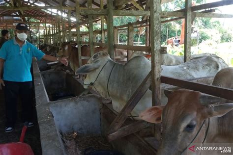 Mencapai 100 Ekor Permintaan Sapi Kurban Di Raudhah Farm Agam ANTARA