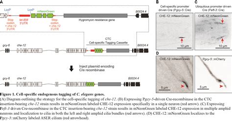 Cell-specific tagging of C. elegans genes using Cas9-targeted homologous recombination