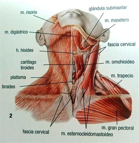 Cuello