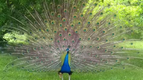 I Found A Wild Peacock In Ohio Raww