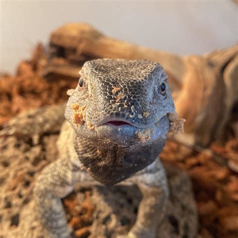 The Reptile Shop | Temecula CA