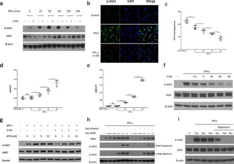 Phospho Stat1 Tyr701 Antibody 700349