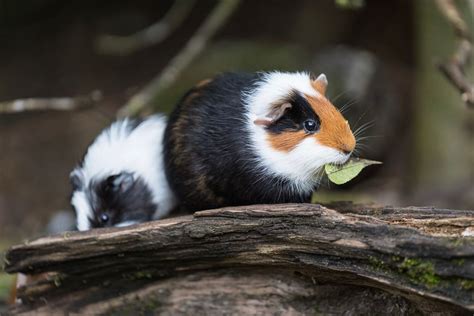 Meerschweinchen Tierpark Bern