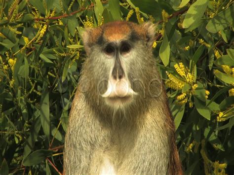 Top 999 Funny Monkey Images Amazing Collection Funny Monkey Images