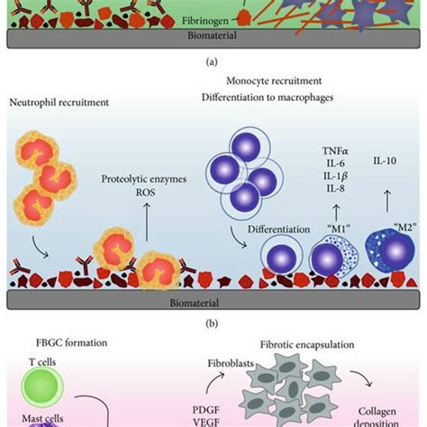 3 Foreign Body Response After Introducing Biomaterials Into The Body Download Scientific