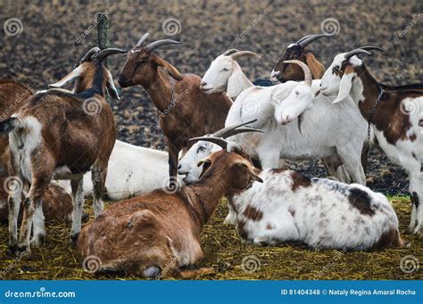 Goat Breeding Stock Photo Image Of Field Herd Breeding 81404348