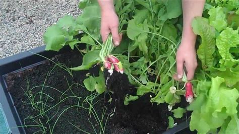 Harvesting Radish From Saladgrow Planter Youtube