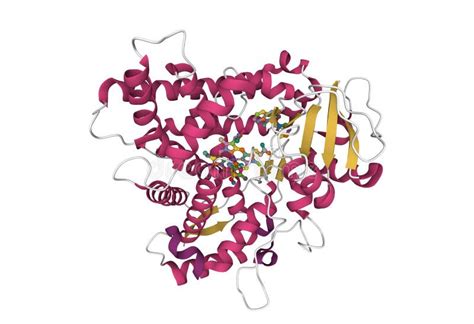 Structure of Human Cytochrome P450 CYP2C9 with Heme and Warfarin Bound Stock Illustration ...