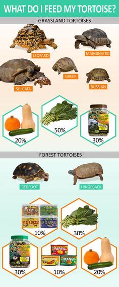 Know what to feed your tortoise depending on what type it is. Grassland ...