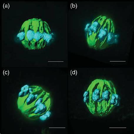 Three Dimensional Isosurfaces Produced From The Confocal Z Series Of