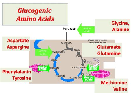 Ppt Introduction Of Glucose Metabolism Lecture Powerpoint