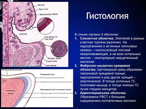 Гортань. Характеристика гортани - презентация онлайн