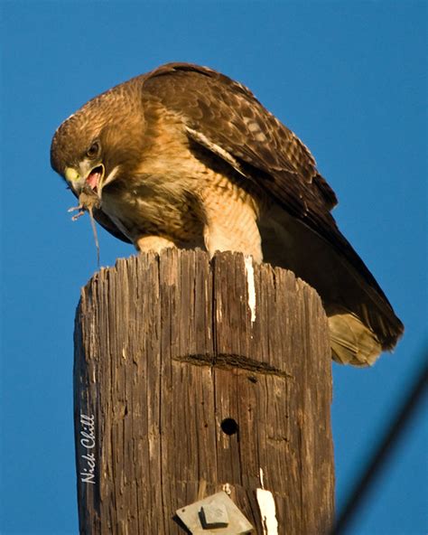 Red-Tailed Hawk Feeding | A Red-Tailed Hawk (Buteo Jamaicens… | Flickr