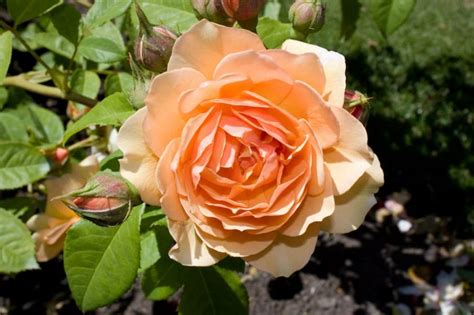 TOP 27+ Loài Hoa Đẹp Nhất Thế Giới Bạn Không Thể Ngờ 