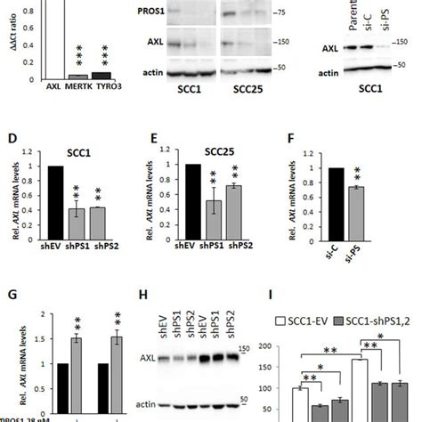 PROS1 Regulates AXL Expression In OSCC A AXL Is The Dominant TAM