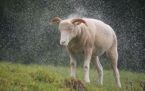 Cambio Del Fenómeno El Niño A La Niña Llevará Lluvia A Unos Países Y