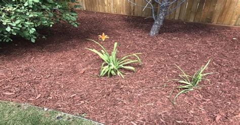 Mulch Guide Types Pro Tips And Where To Mulch