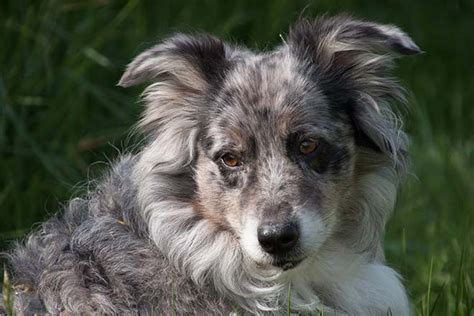 Niereninsuffizienz Hund Ursachen Behandlung Go Vet