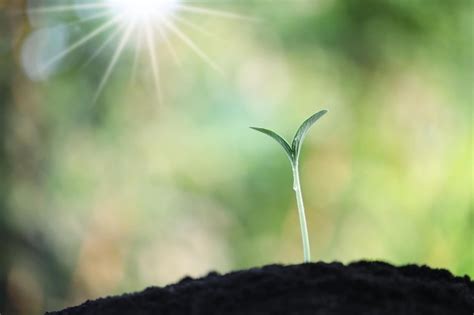 Crecimiento De Brotes De Plantas J Venes Peque As Foto Premium