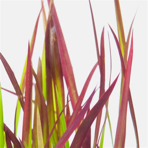 Imperata Cylindrica Red Baron Japanese Blood Grass Imperata