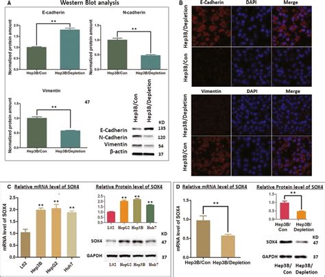 Akr B P Depletion Inhibits Emt Activity And Depresses Sox Expression