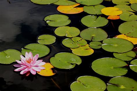 Gambar Alam Menanam Daun Bunga Danau Musim Panas Kolam Hijau