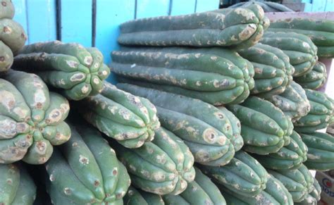 Unraveling The Mystery The San Pedro Cactus And The Creation Of Andean Civilization At Chavin