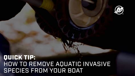 Quick Tip How To Remove Aquatic Invasive Species From Your Boat