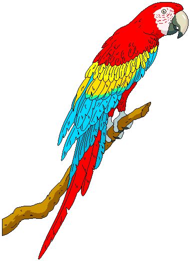 Free Parrots Cliparts, Download Free Parrots Cliparts png images, Free ClipArts on Clipart Library