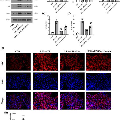 Capsaicin Attenuates Lps Induced Ros Generation And Apoptosis In Hk