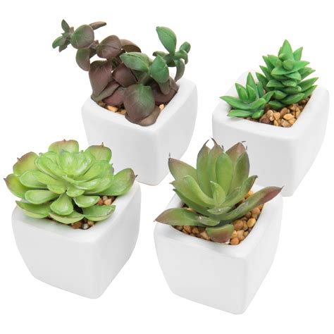 Small Succulents In Pots Homyracks