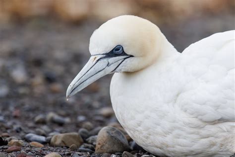 Dying Northern Gannet Morus Bassanus Jan Van Gent Flickr