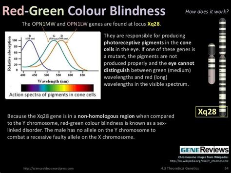 Theoretical Genetics