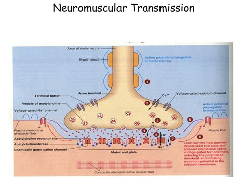 Anatomy Of Neuromuscular Junction Anatomy Reading Source